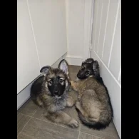 German Shepherd (Alsatian) - Both