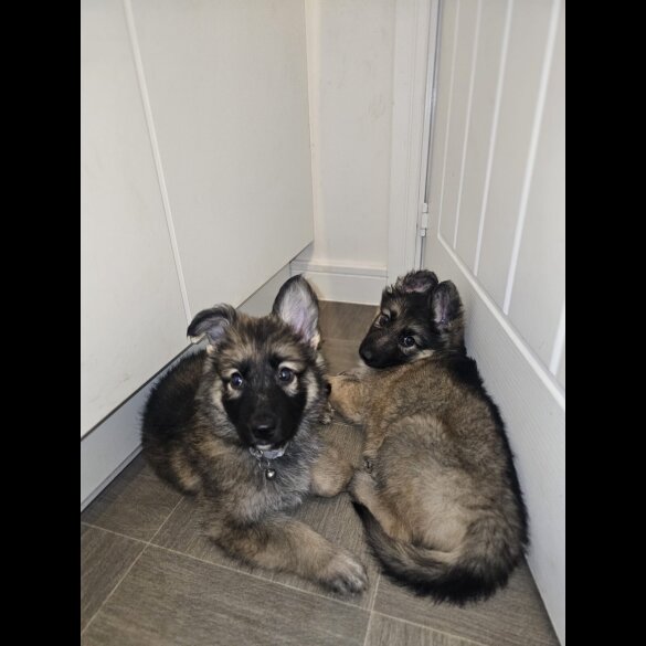 German Shepherd (Alsatian) - Both