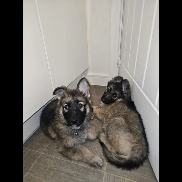 German Shepherd (Alsatian) - Both