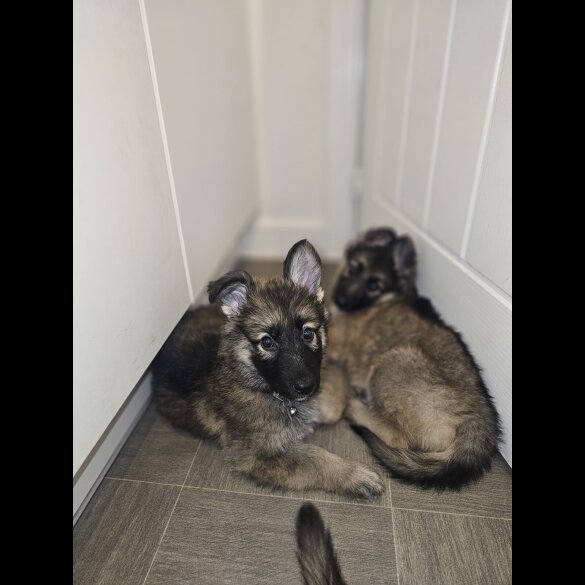 German Shepherd (Alsatian) - Both