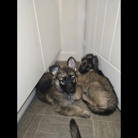 German Shepherd (Alsatian) - Both