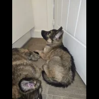 German Shepherd (Alsatian) - Both