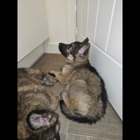 German Shepherd (Alsatian) - Both