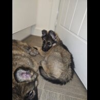 German Shepherd (Alsatian) - Both