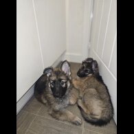 German Shepherd (Alsatian) - Both