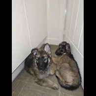 German Shepherd (Alsatian) - Both