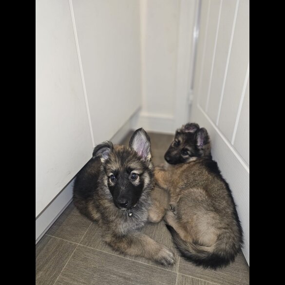 German Shepherd (Alsatian) - Both
