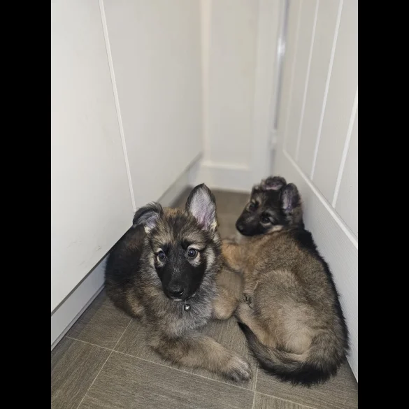 German Shepherd (Alsatian) - Both
