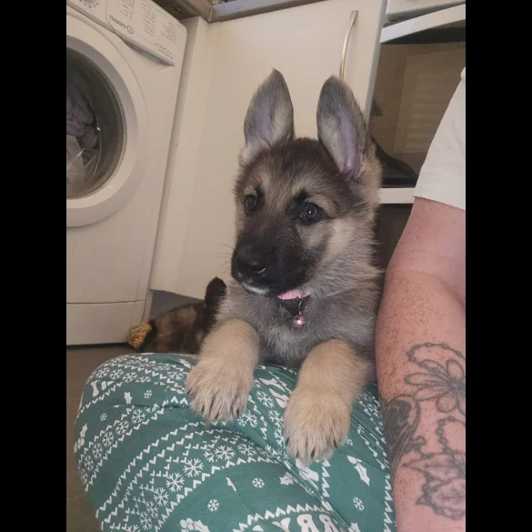 German Shepherd (Alsatian) - Both