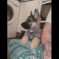 German Shepherd (Alsatian) - Both
