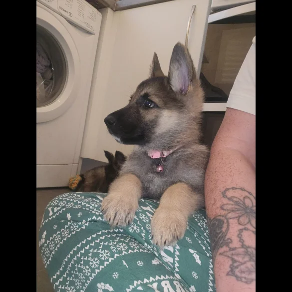 German Shepherd (Alsatian) - Both