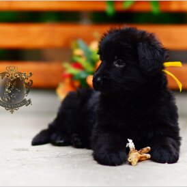 German Shepherd (Alsatian) - Both