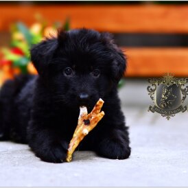 German Shepherd (Alsatian) - Both