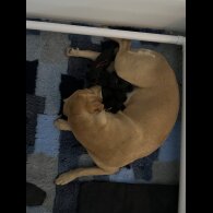 German Shepherd (Alsatian) - Both