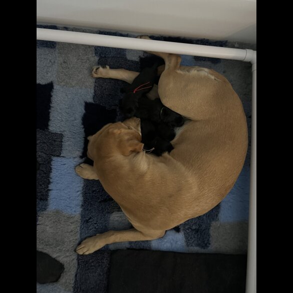 German Shepherd (Alsatian) - Both