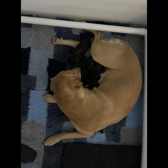German Shepherd (Alsatian) - Both