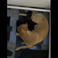 German Shepherd (Alsatian) - Both