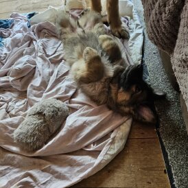 German Shepherd (Alsatian) - Both