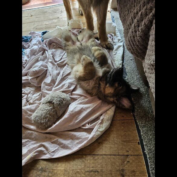German Shepherd (Alsatian) - Both
