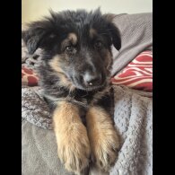 German Shepherd (Alsatian) - Both