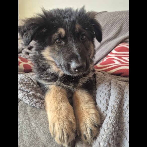 German Shepherd (Alsatian) - Both