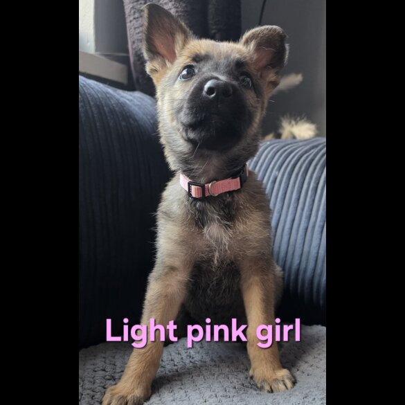 German Shepherd (Alsatian) - Both