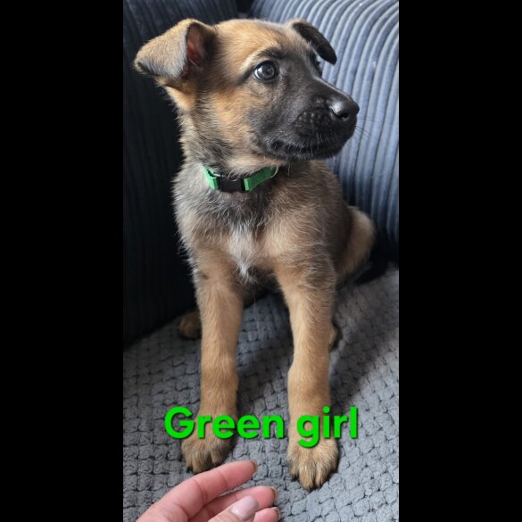 German Shepherd (Alsatian) - Both