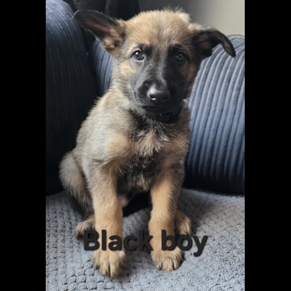 German Shepherd (Alsatian) - Both