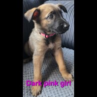 German Shepherd (Alsatian) - Both