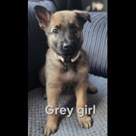 German Shepherd (Alsatian) - Both