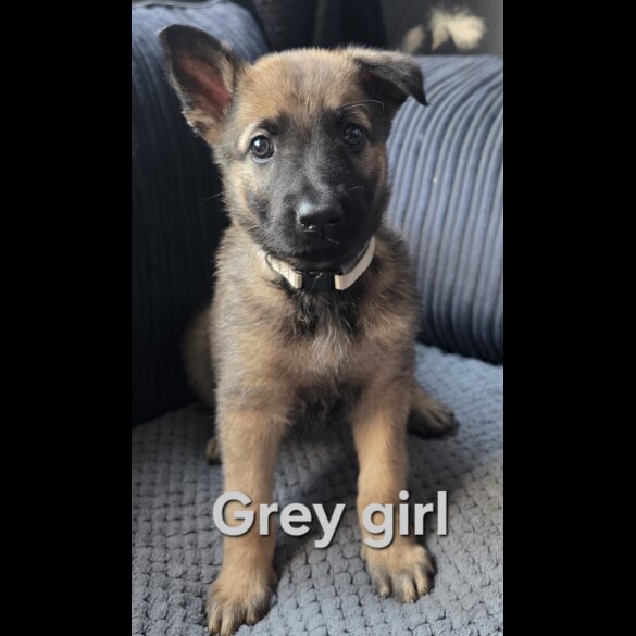 German Shepherd (Alsatian) - Both