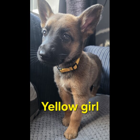 German Shepherd (Alsatian) - Both