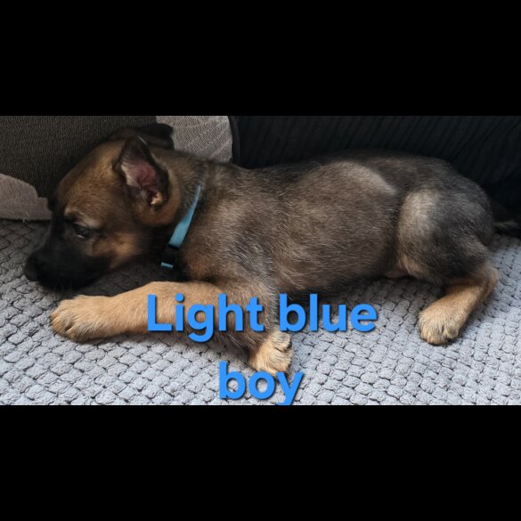 German Shepherd (Alsatian) - Both
