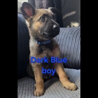 German Shepherd (Alsatian) - Both