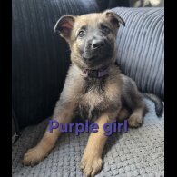 German Shepherd (Alsatian) - Both