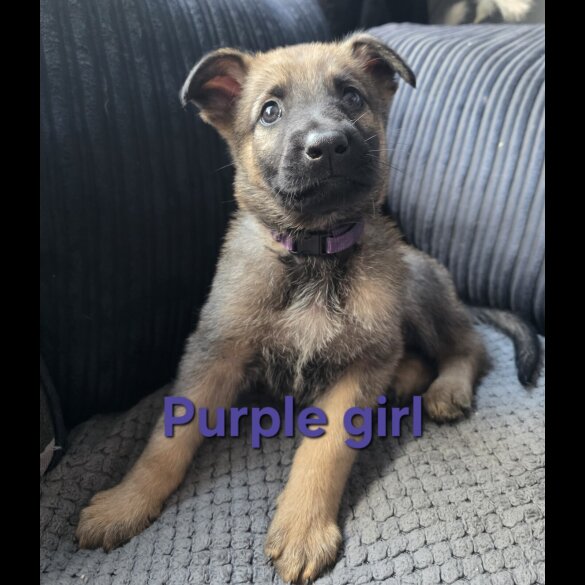 German Shepherd (Alsatian) - Both