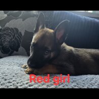 German Shepherd (Alsatian) - Both