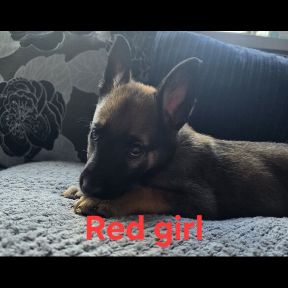 German Shepherd (Alsatian) - Both