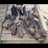 German Shepherd (Alsatian) - Both