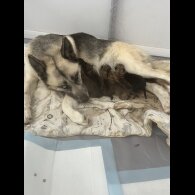 German Shepherd (Alsatian) - Both
