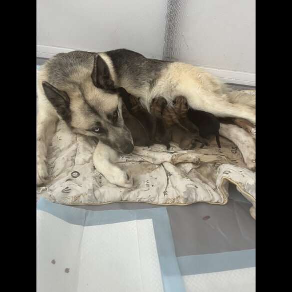 German Shepherd (Alsatian) - Both