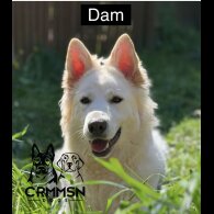 German Shepherd (Alsatian) - Both