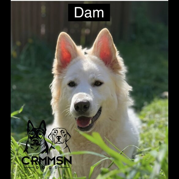 German Shepherd (Alsatian) - Both
