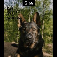 German Shepherd (Alsatian) - Both