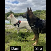 German Shepherd (Alsatian) - Both