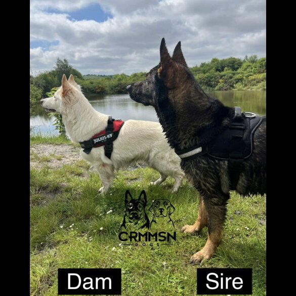 German Shepherd (Alsatian) - Both