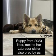 German Shepherd (Alsatian) - Both