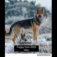 German Shepherd (Alsatian) - Both