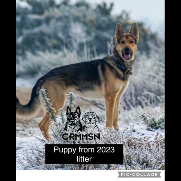 German Shepherd (Alsatian) - Both