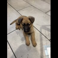 German Shepherd (Alsatian) - Both